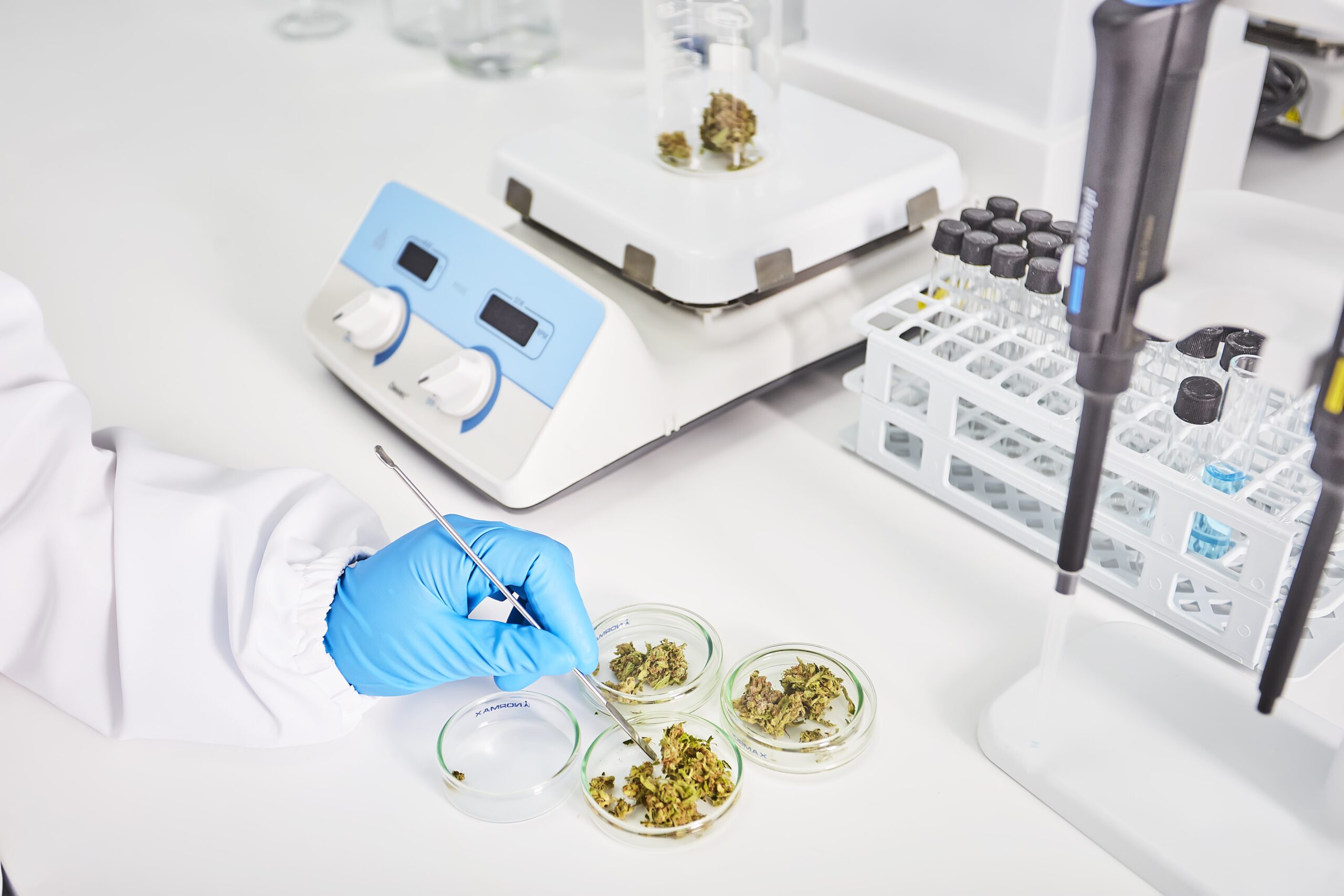Cannabis wird im Labor untersucht